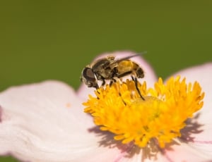 hover fly on yellow daisy thumbnail