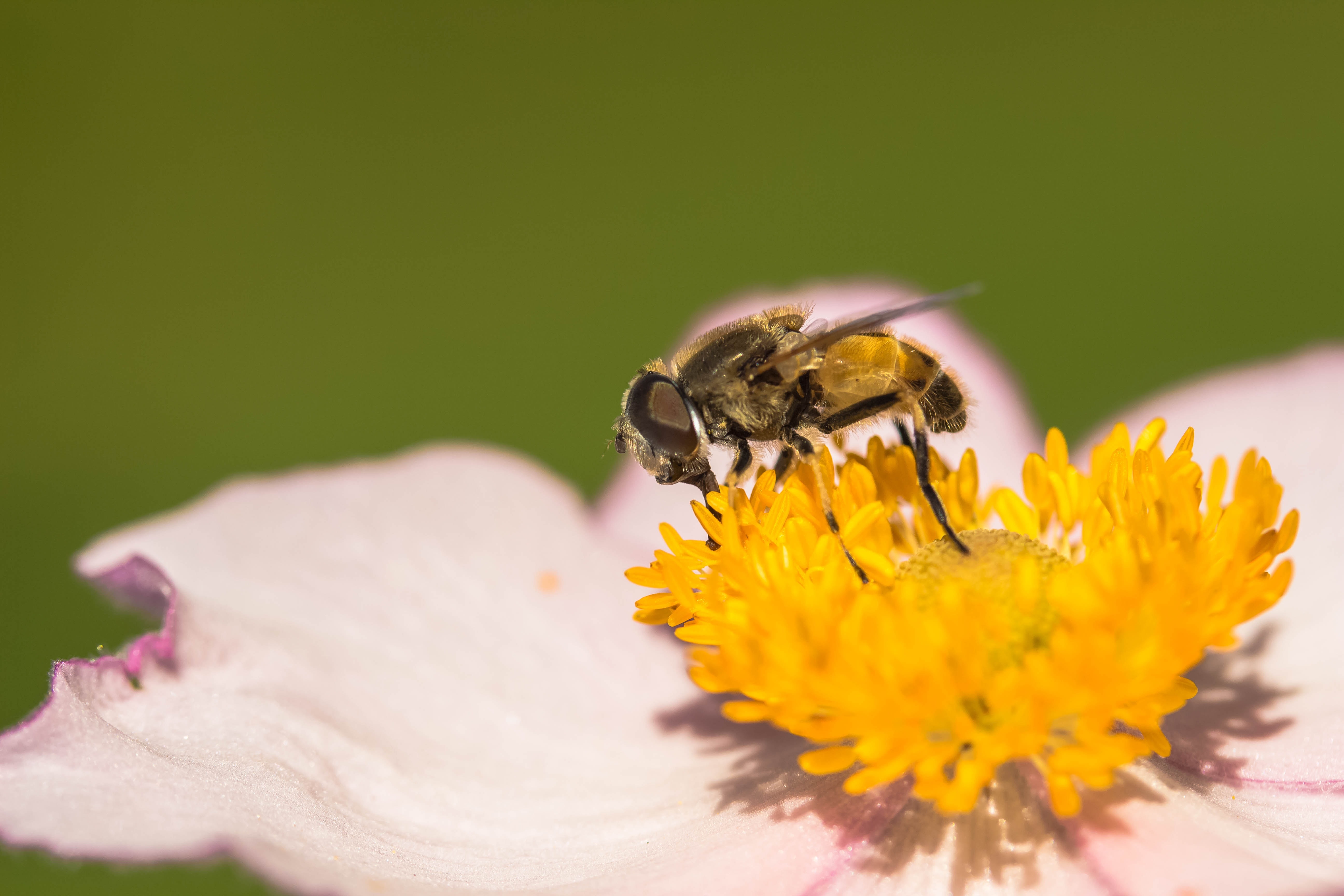 hover fly on yellow daisy