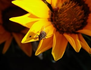 fly on sunflower at daytime thumbnail