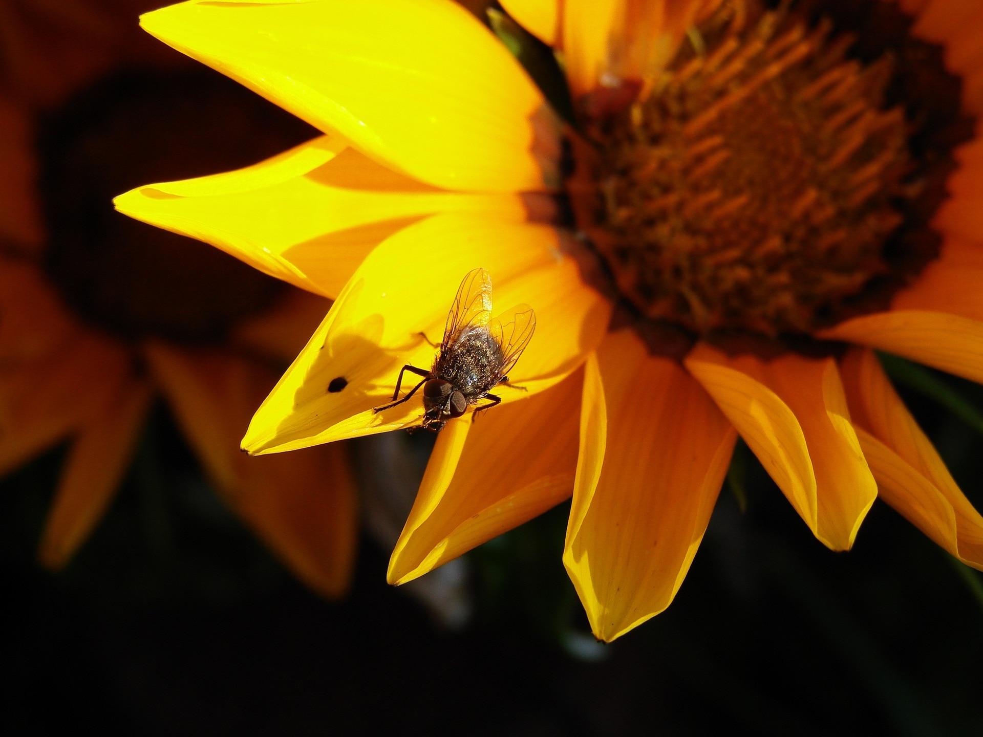 fly on sunflower at daytime