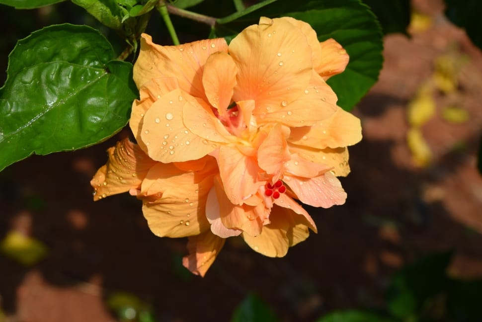 yellow pink double hibiscus preview