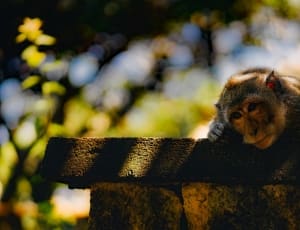 close up photo of grey monkey on grey concrete bench during daytime thumbnail