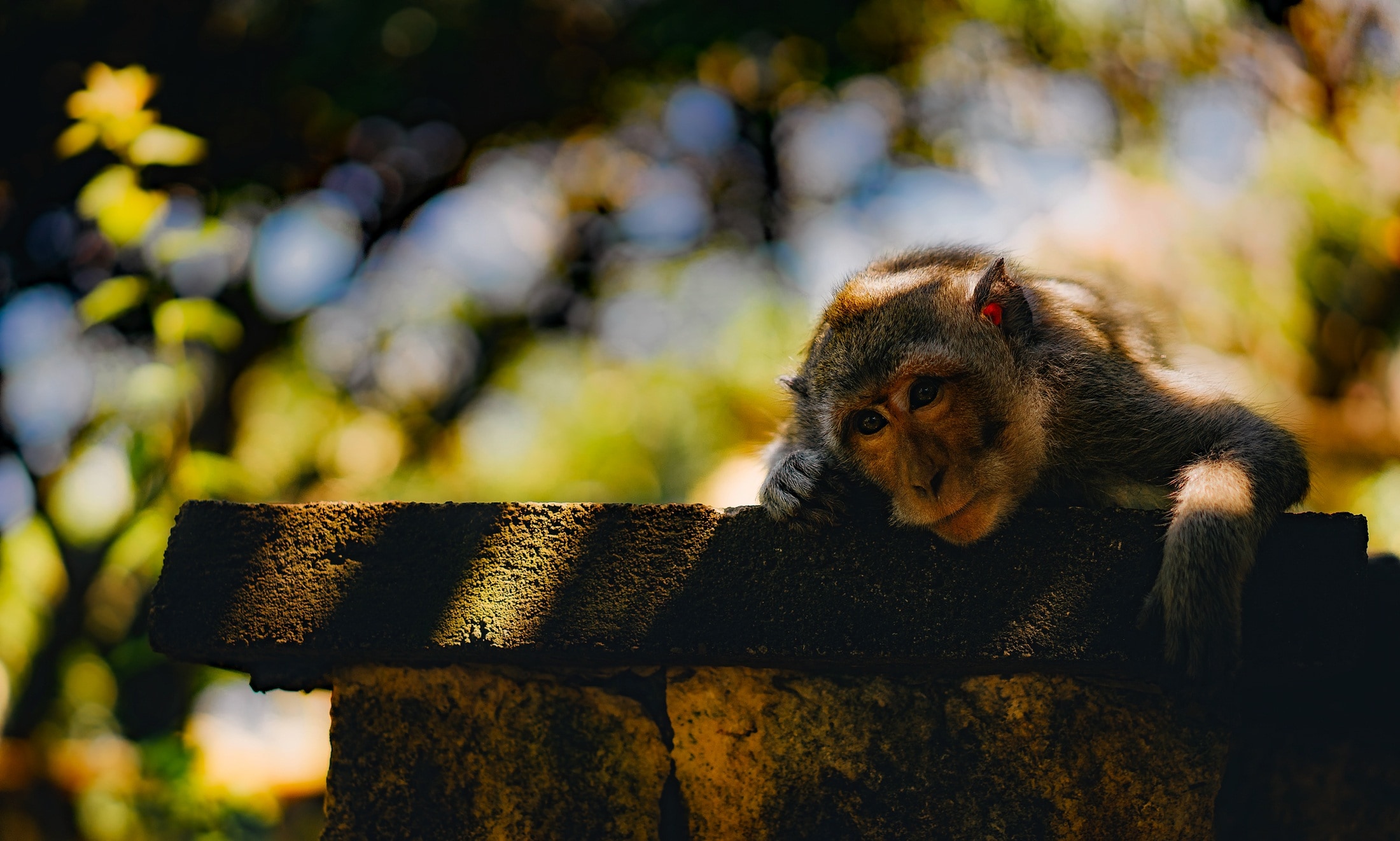 close up photo of grey monkey on grey concrete bench during daytime