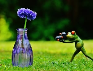 Frog, Vase, Flower, Photographer, flower, bottle thumbnail