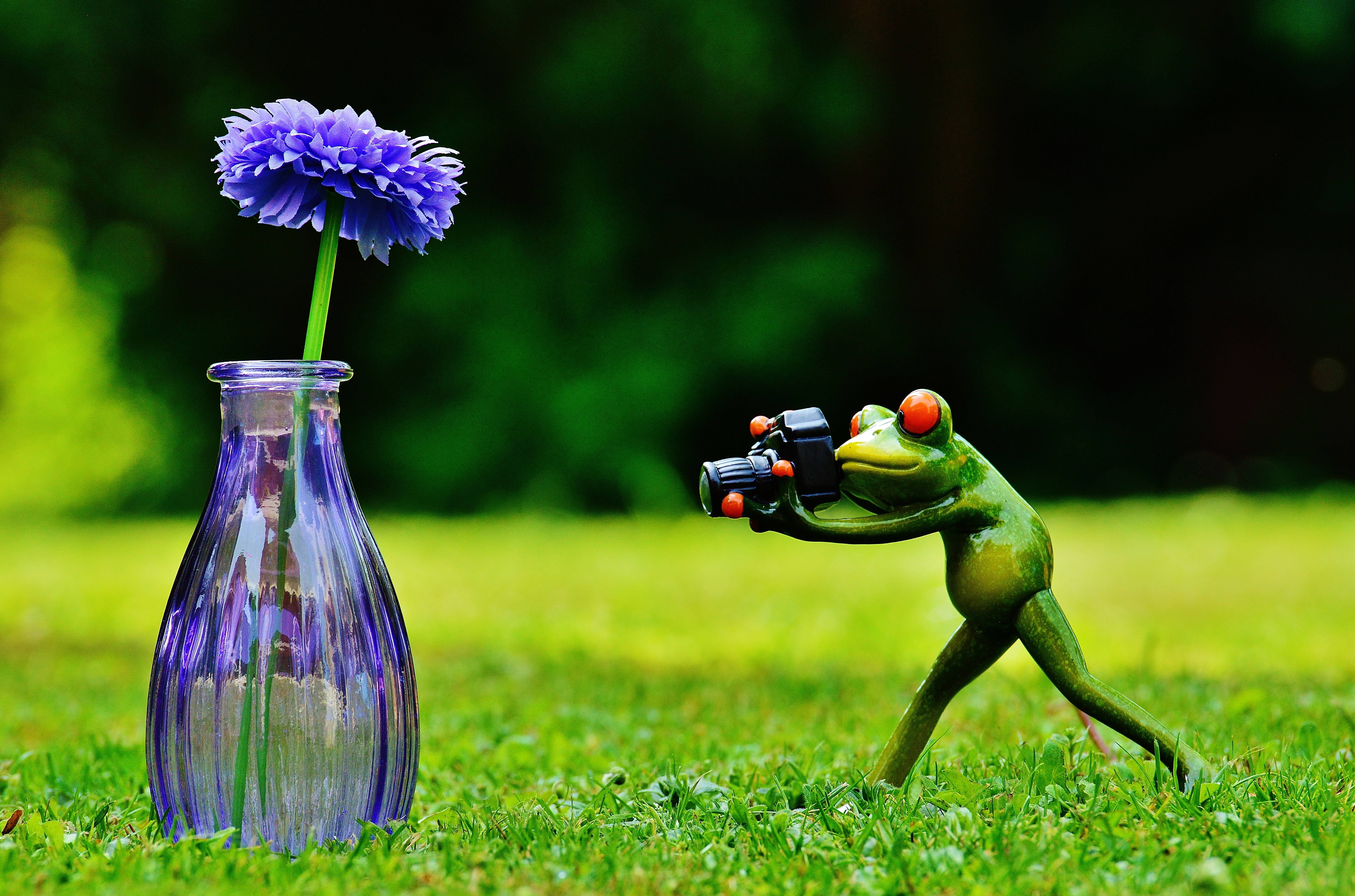 Frog, Vase, Flower, Photographer, flower, bottle
