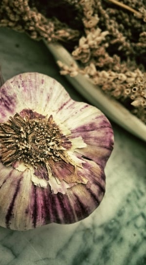 purple and white garlic thumbnail