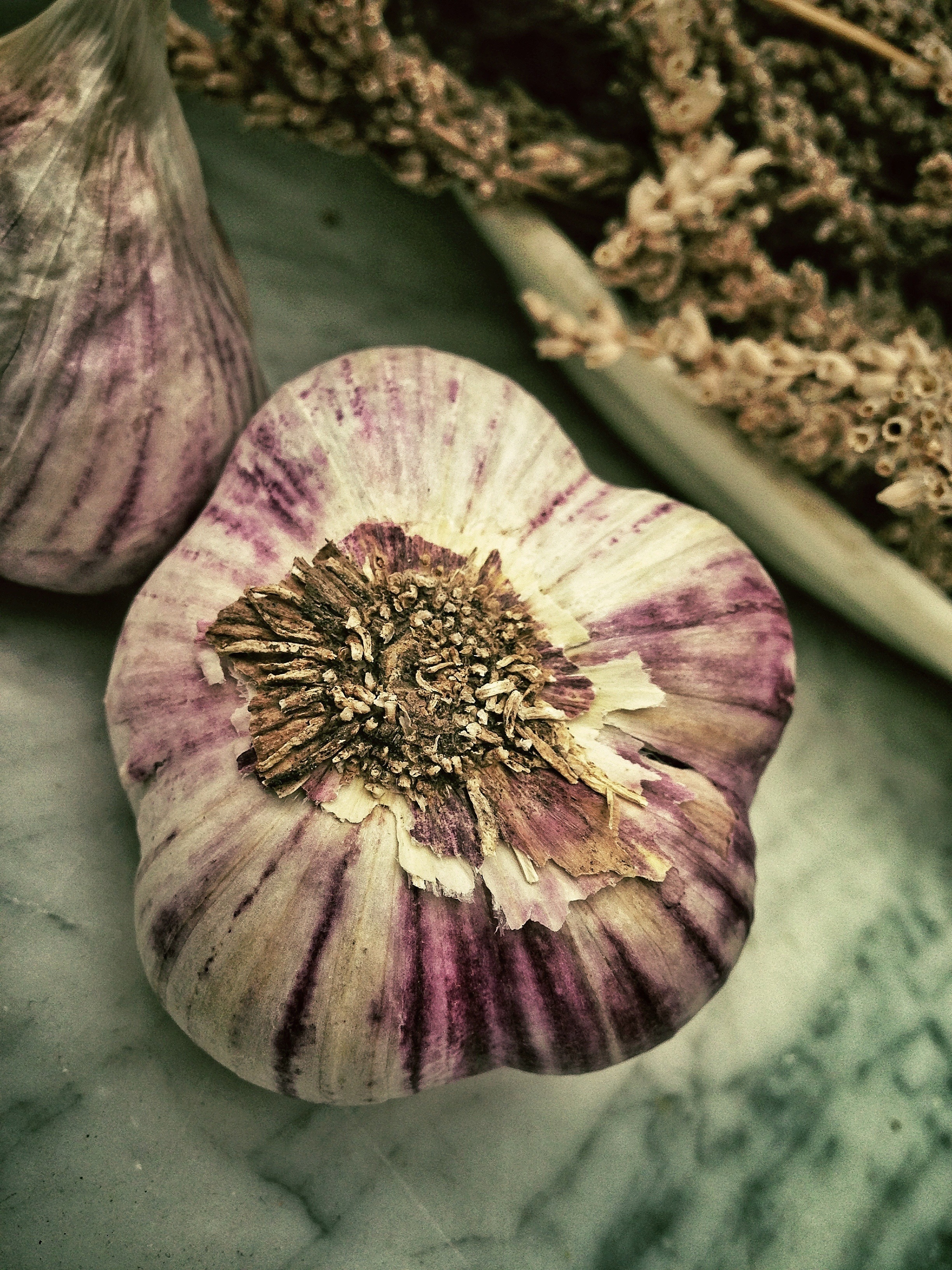 purple and white garlic