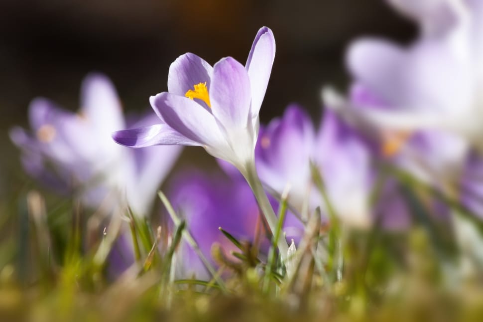 Spring, Crocus, Schwertliliengewaechs, flower, purple preview