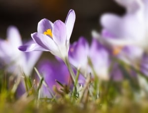 Spring, Crocus, Schwertliliengewaechs, flower, purple thumbnail