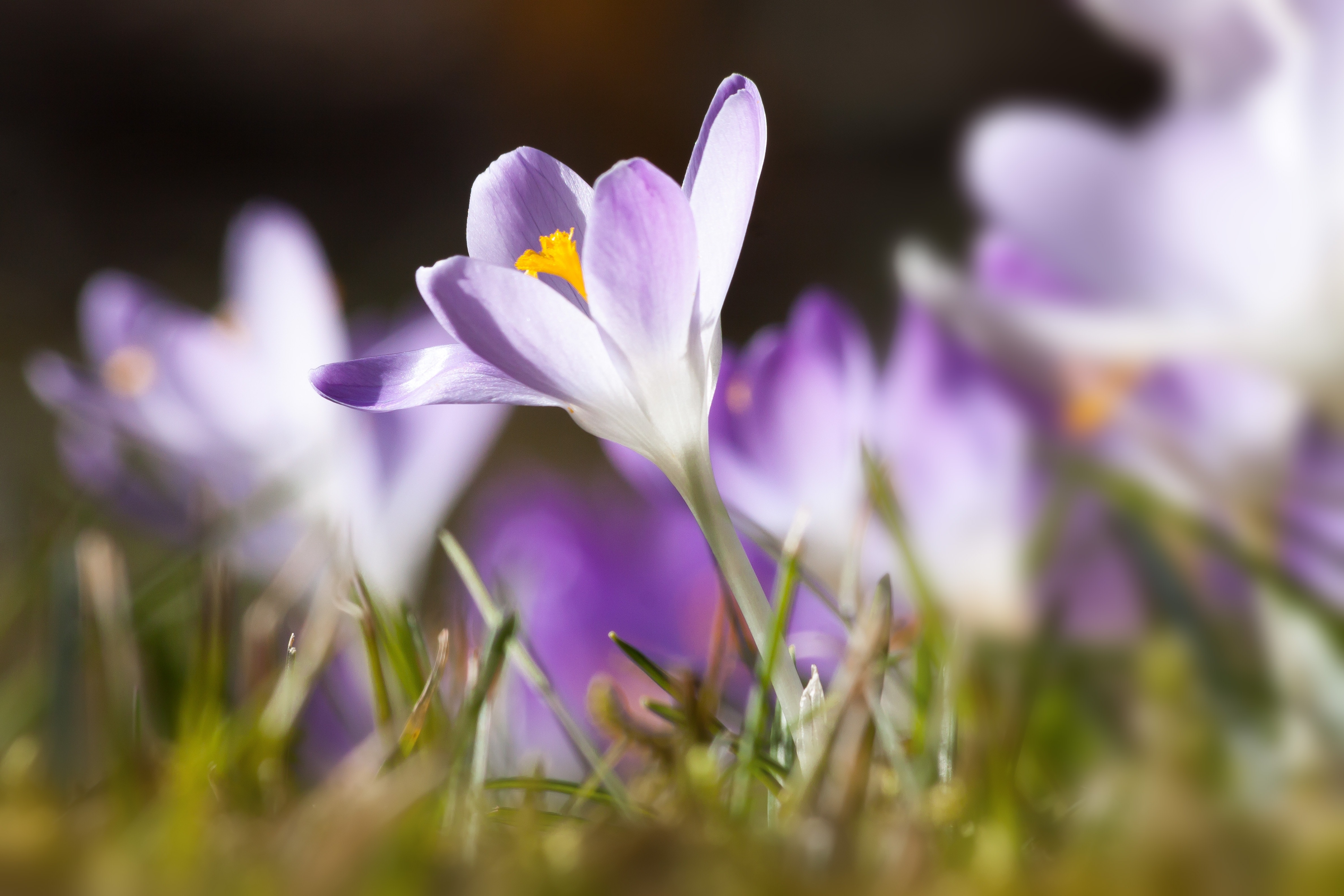 Spring, Crocus, Schwertliliengewaechs, flower, purple