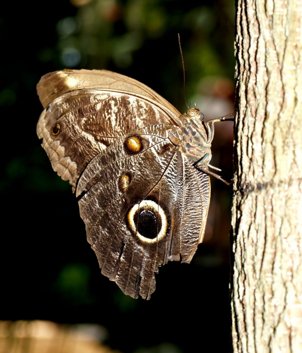 Drexel, Nature, Animal, Butterfly, tree trunk, close-up preview