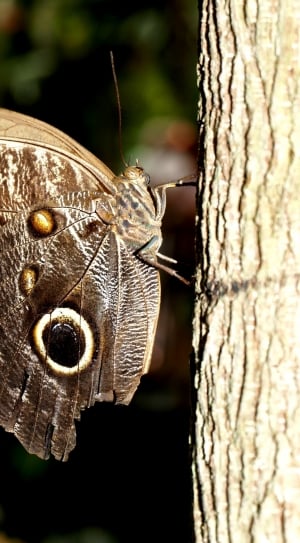 Drexel, Nature, Animal, Butterfly, tree trunk, close-up thumbnail
