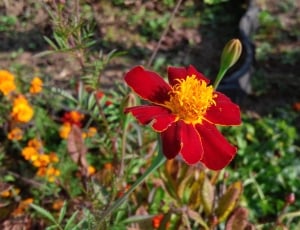red petaled flower at daytime thumbnail