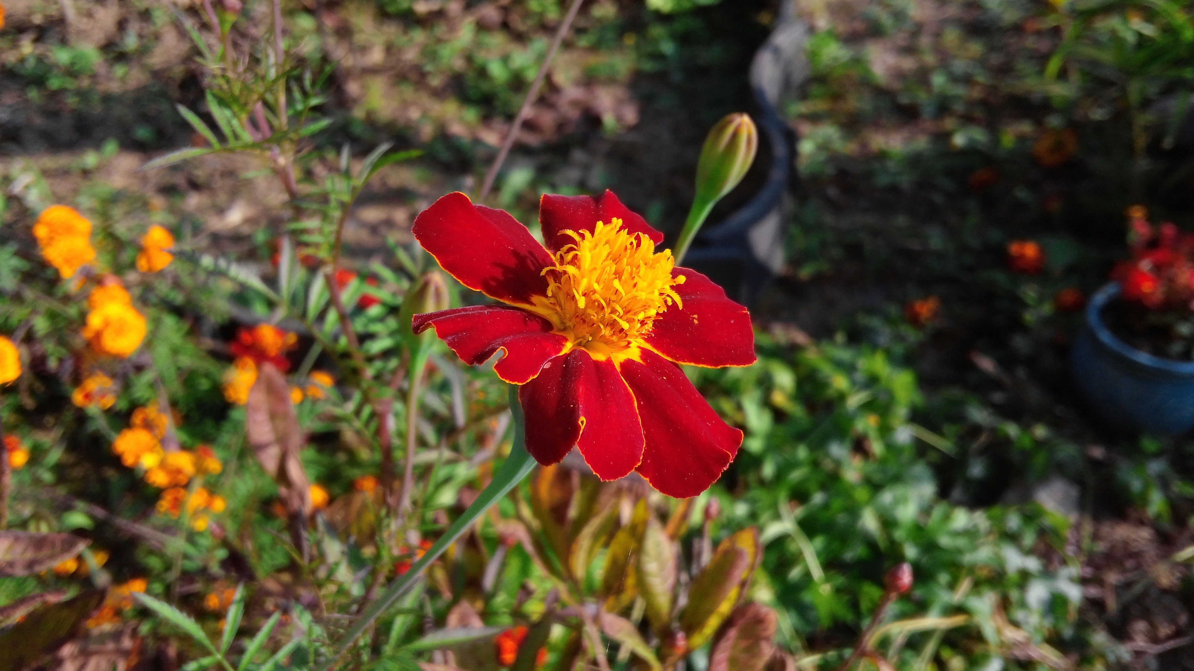 red petaled flower at daytime