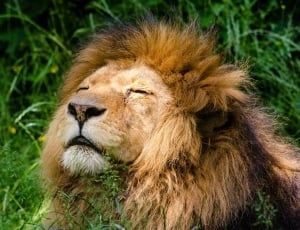 lion sleeping on green grass during daytime thumbnail