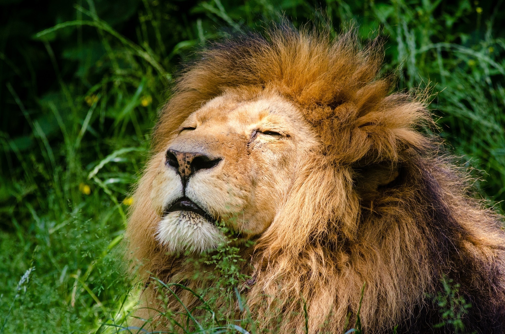 lion sleeping on green grass during daytime