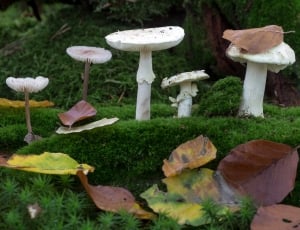 5 white mushrooms thumbnail