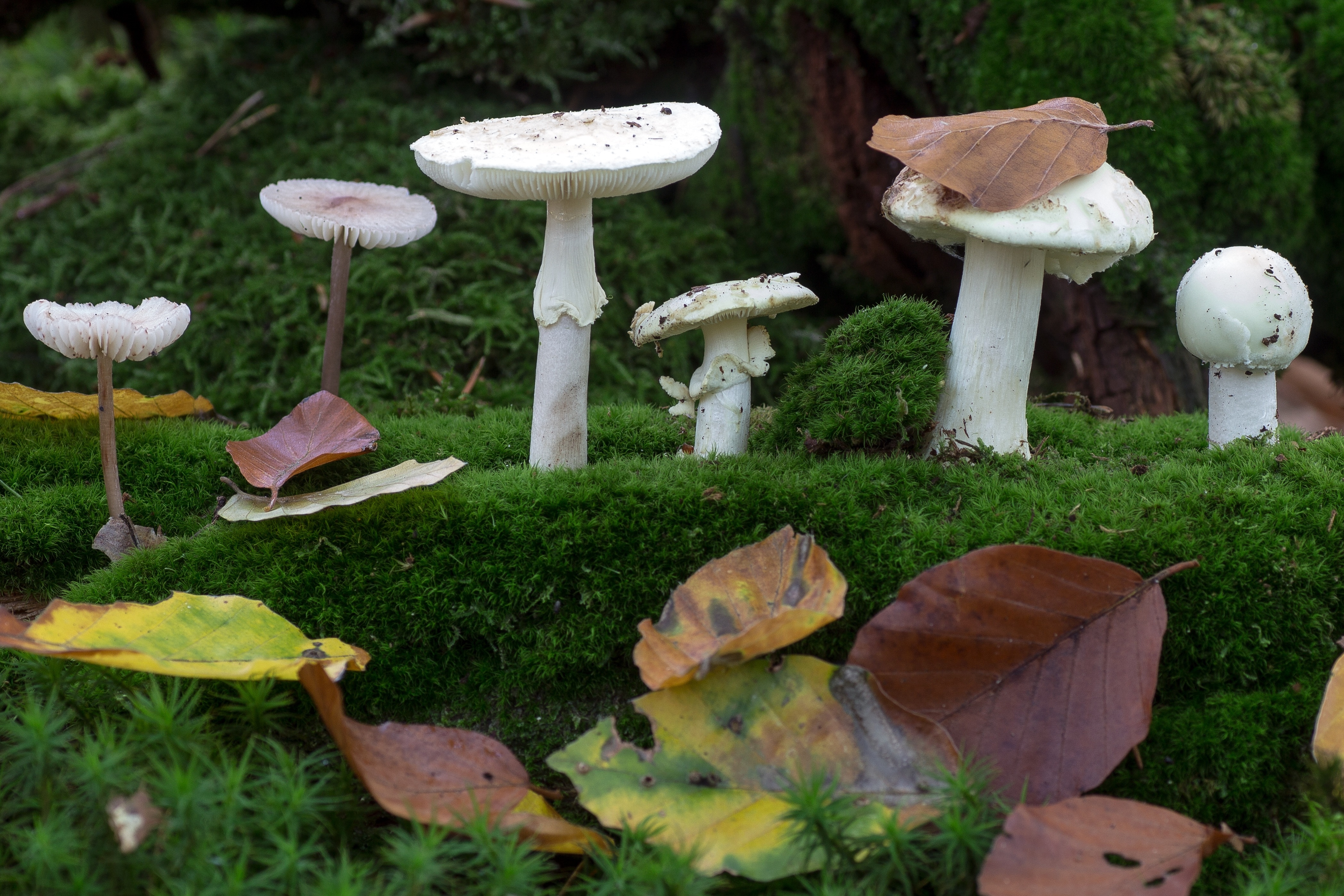 5 white mushrooms