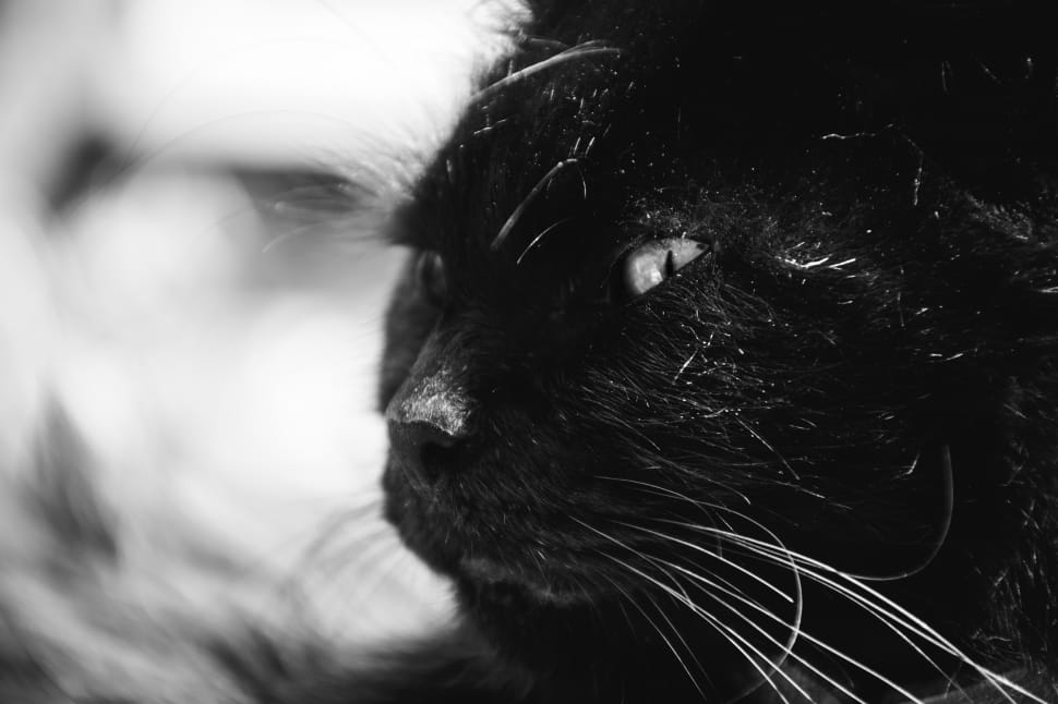 bombay cat preview