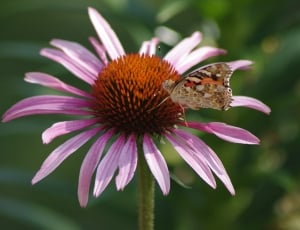 butterfly on pink flower in closeup photograhy thumbnail