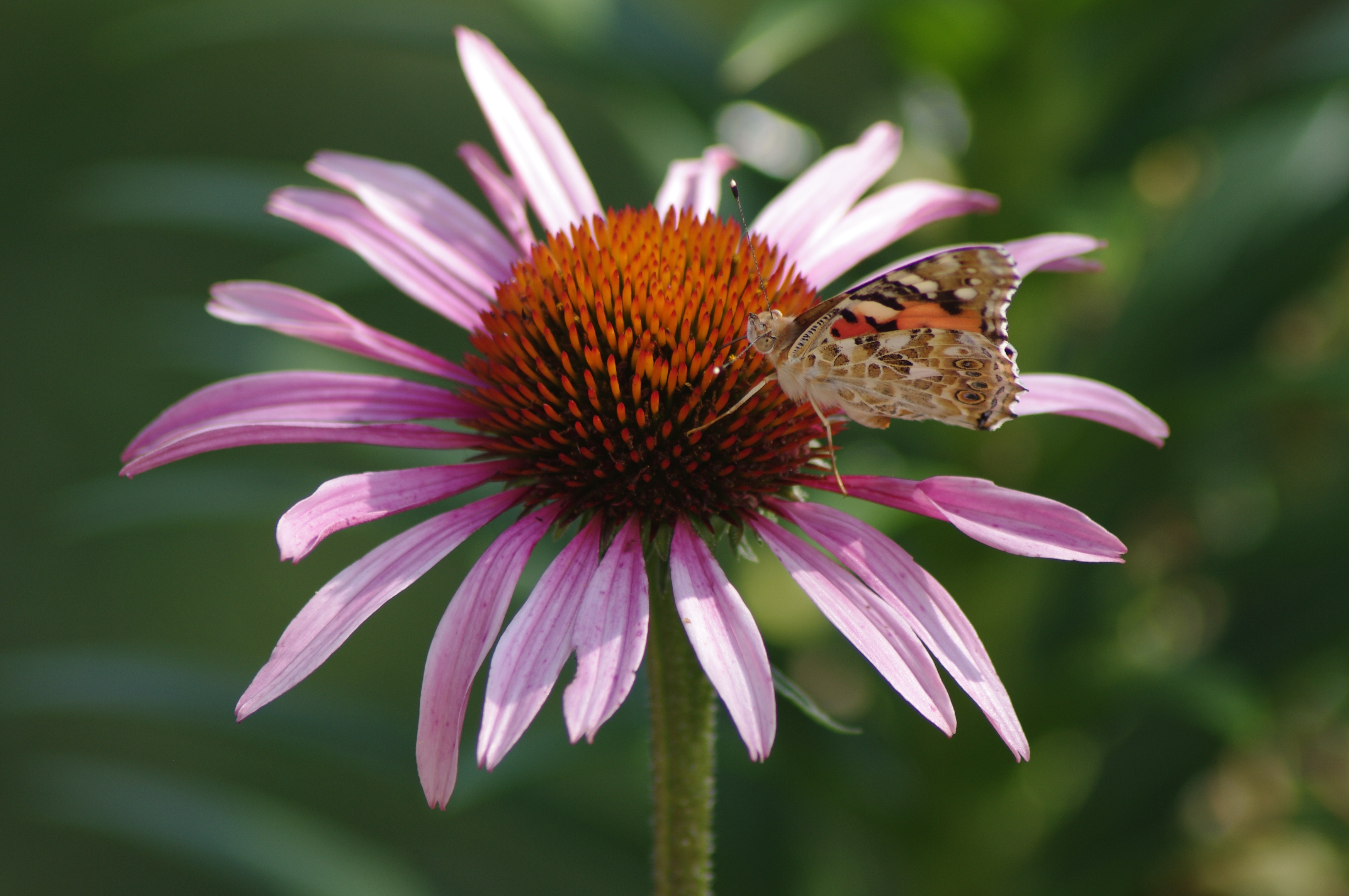 butterfly on pink flower in closeup photograhy