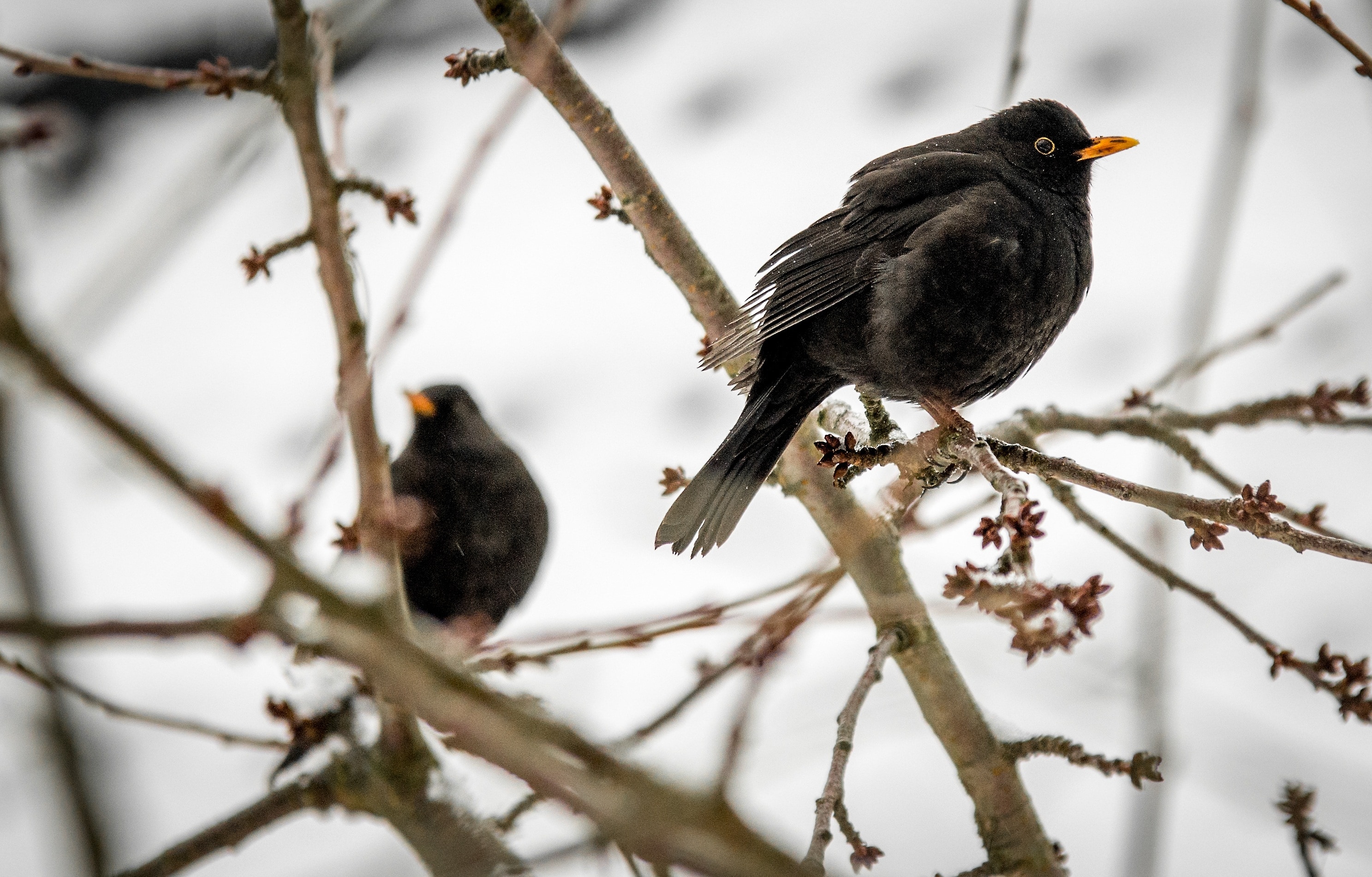 Зимующие птицы черный Дрозд