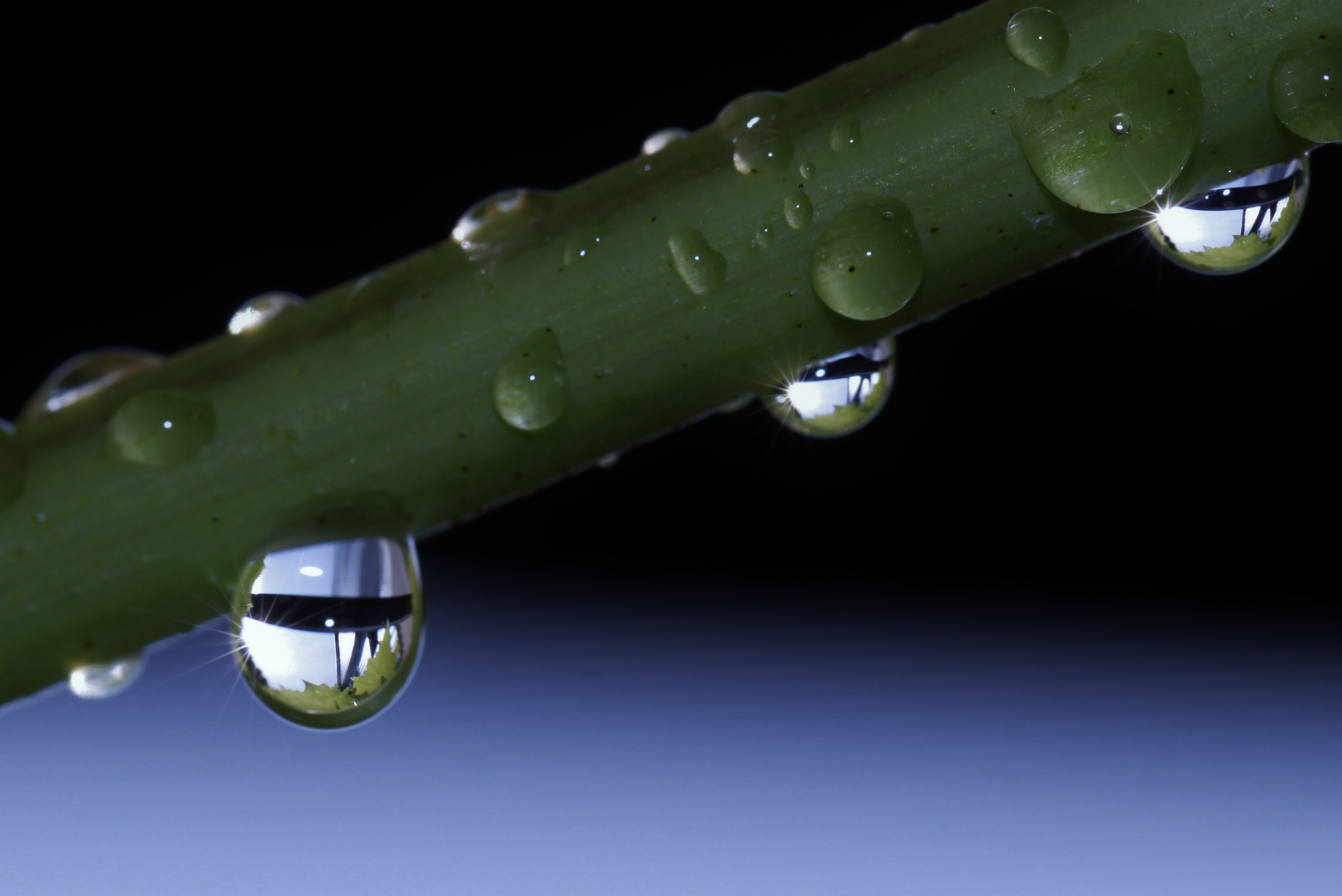 2560x1440 Wallpaper Shallow Focus Photography Of Water Drops Peakpx