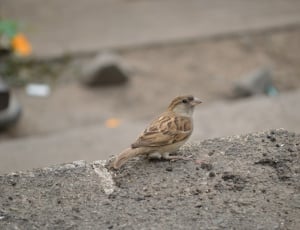 brown sparrow during daytime thumbnail