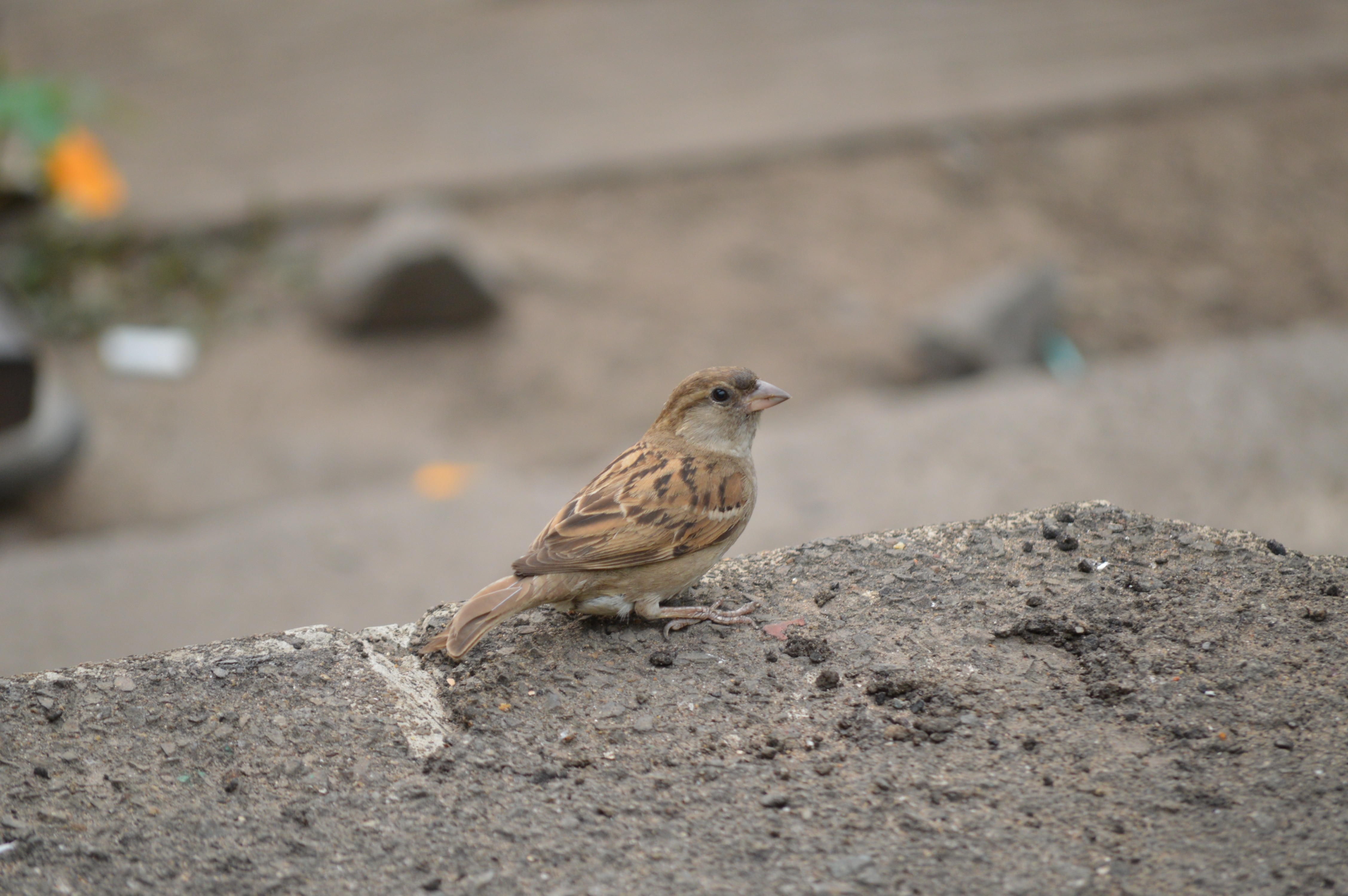 brown sparrow during daytime