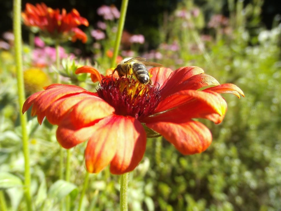 Honeybee, Flower, Pollinator, Insect, flower, plant preview