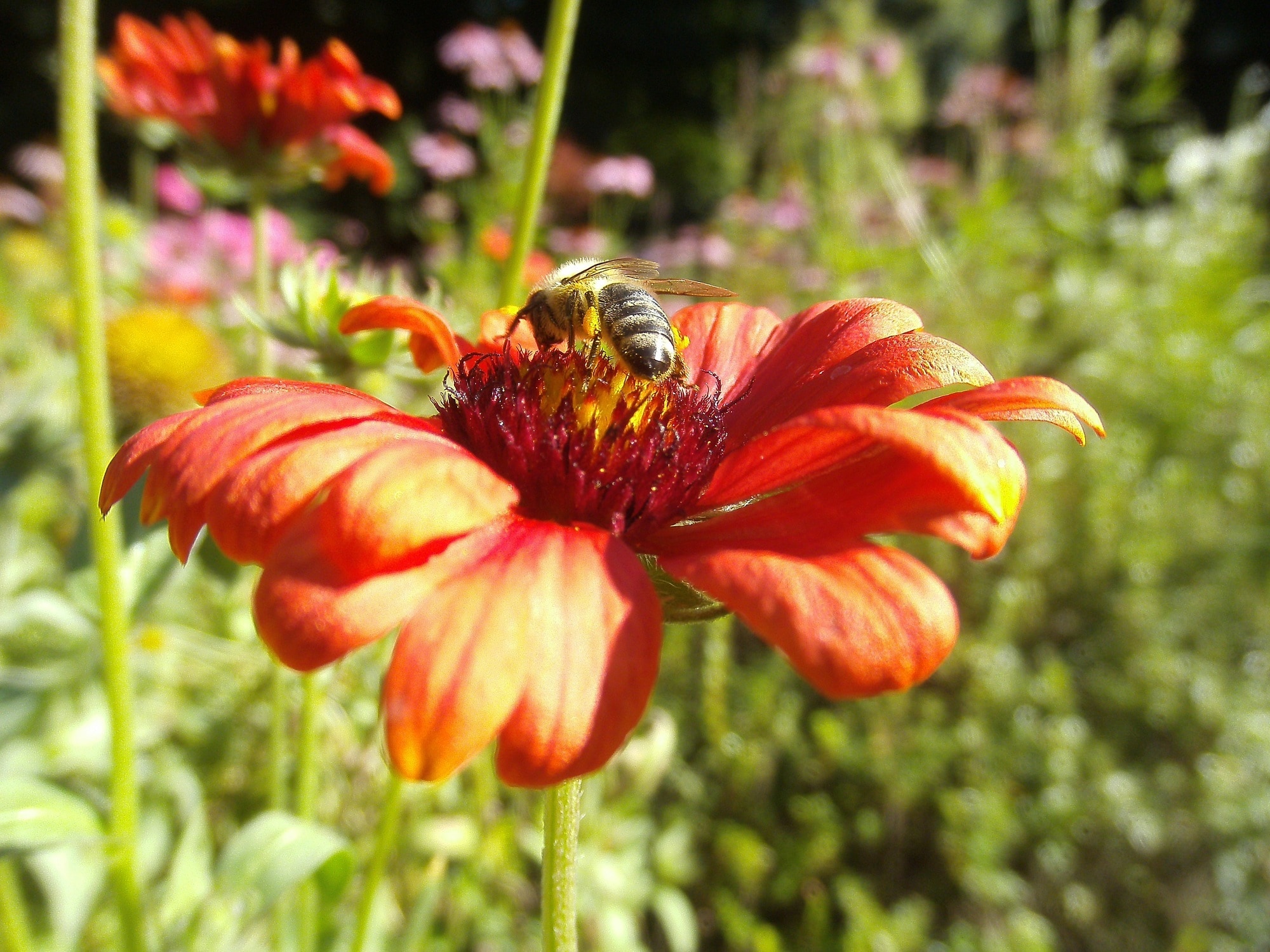 Honeybee, Flower, Pollinator, Insect, flower, plant