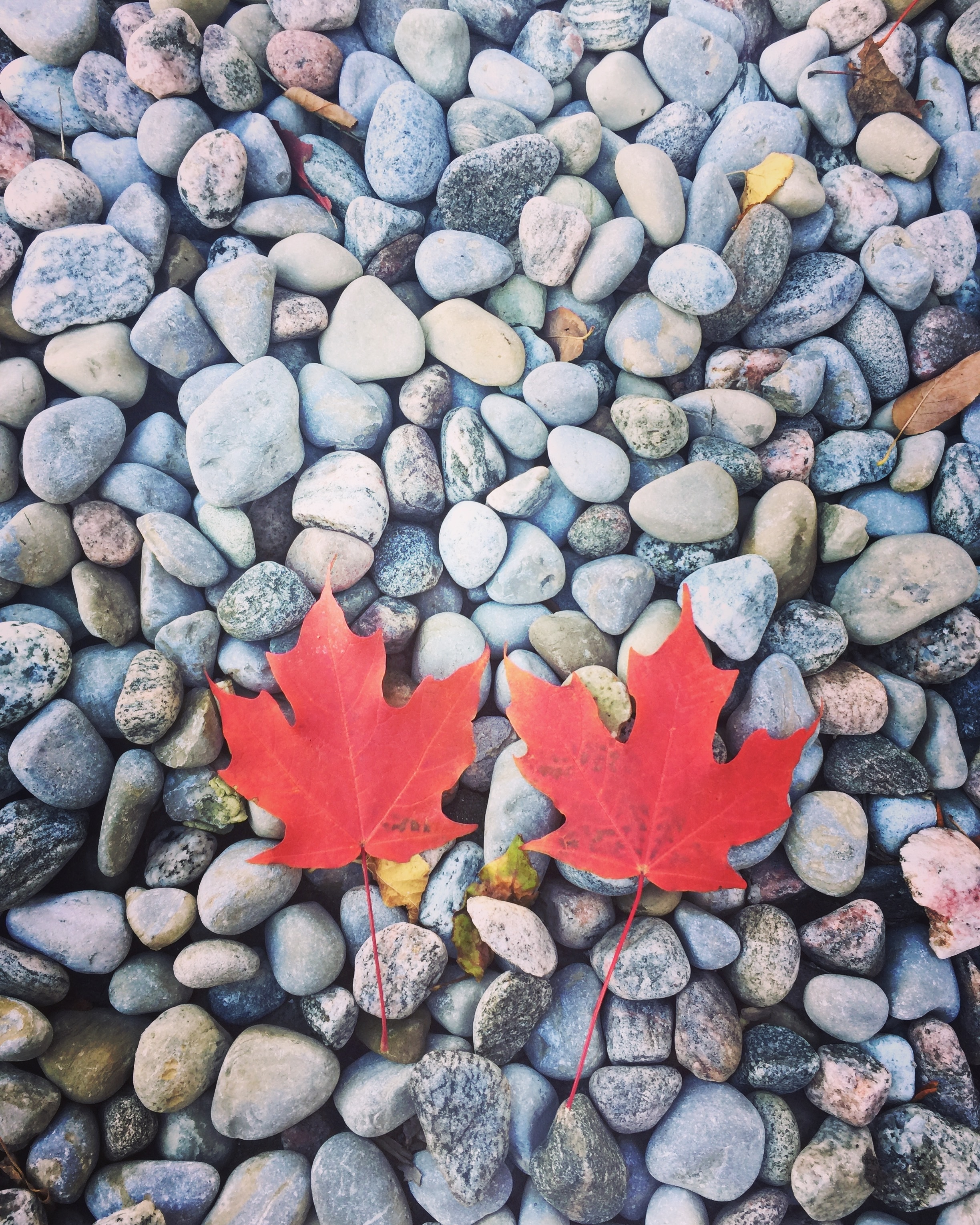2 red leaves