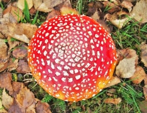 Mushroom Hat, Fly Agaric, Become Larger, mushroom, fungus thumbnail