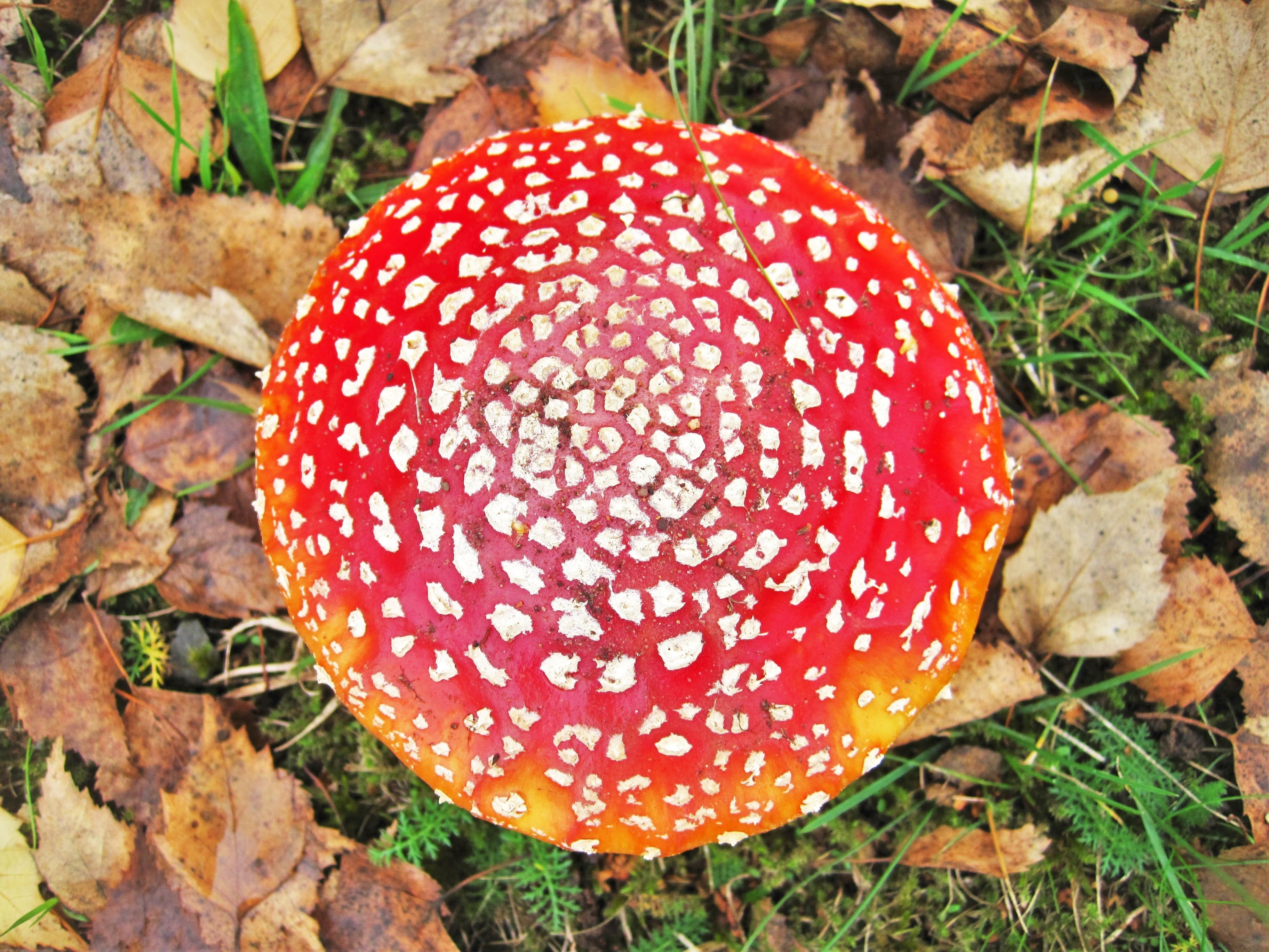 Mushroom Hat, Fly Agaric, Become Larger, mushroom, fungus