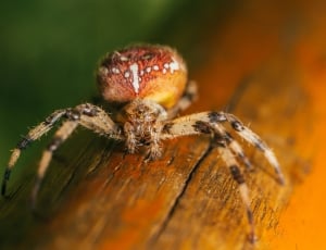 brown and red spider thumbnail
