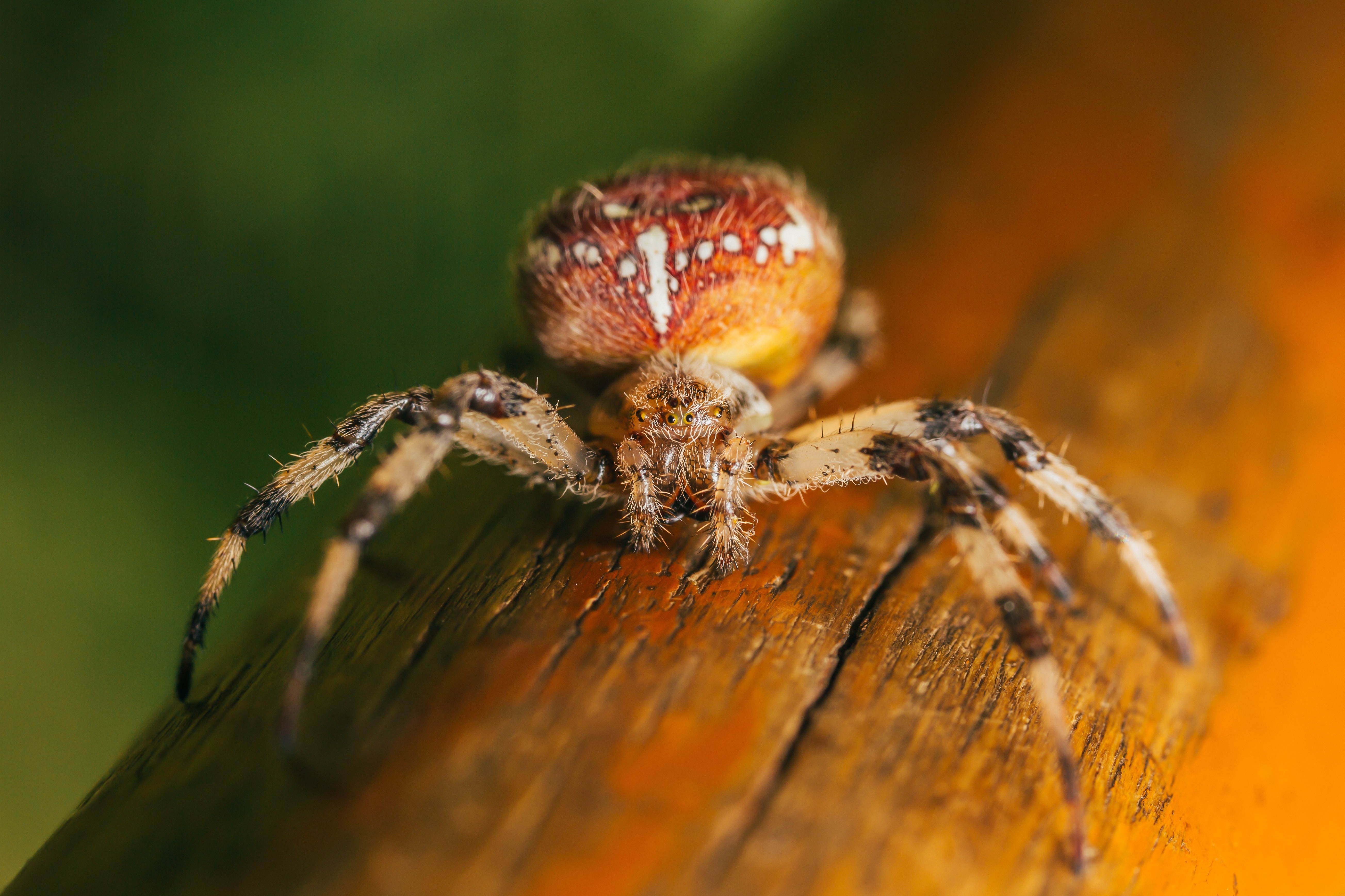 brown and red spider