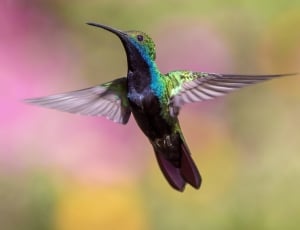 green and black hummingbird thumbnail