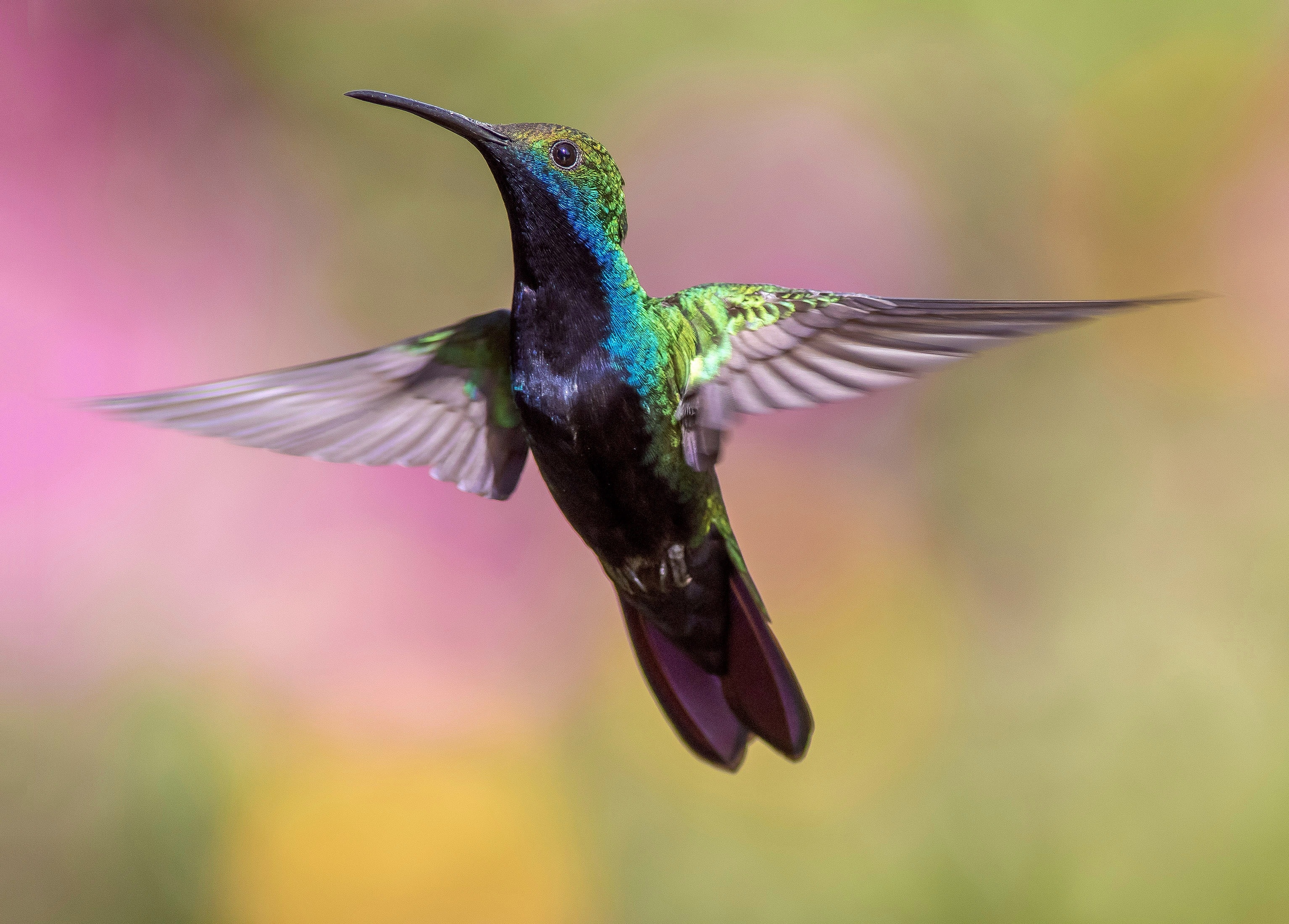 green and black hummingbird