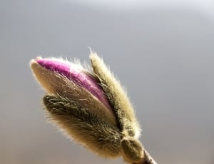 beige and pink fur plant thumbnail
