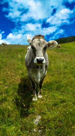 gray and white cattle thumbnail