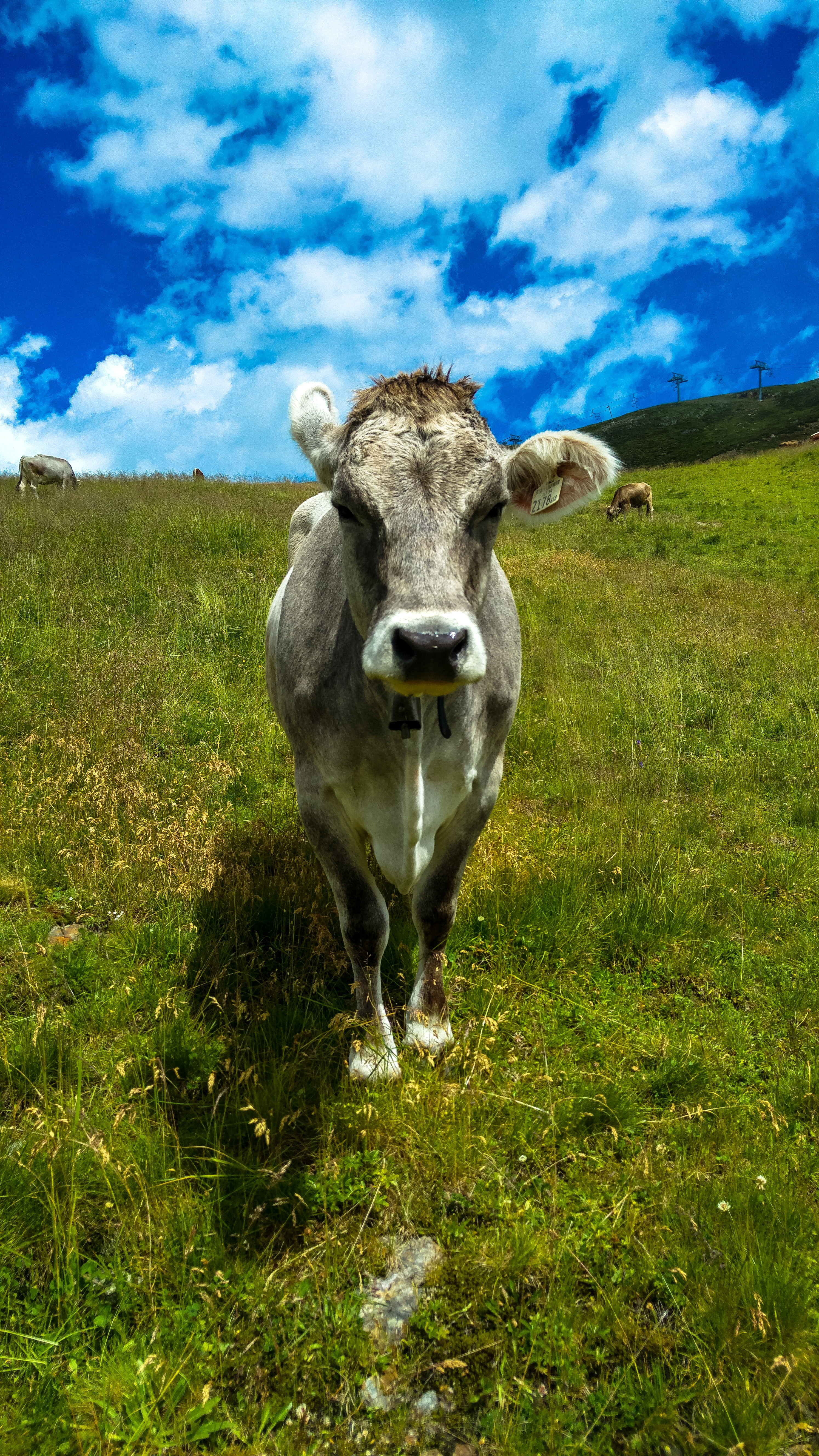gray and white cattle