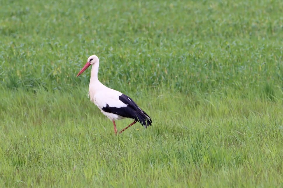 white black feathered long beak bird preview