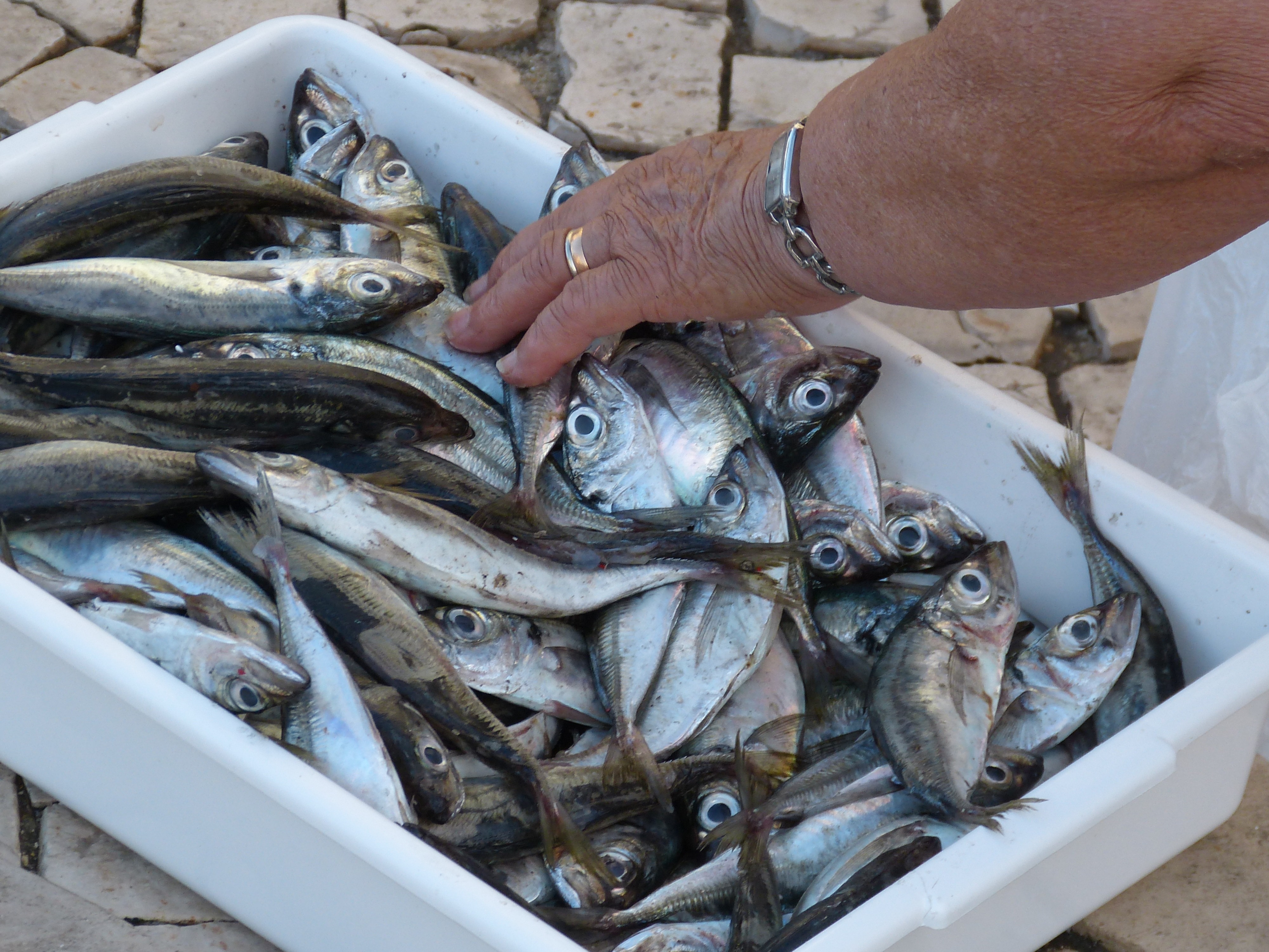 person touching gray fishes on white ceramic trays