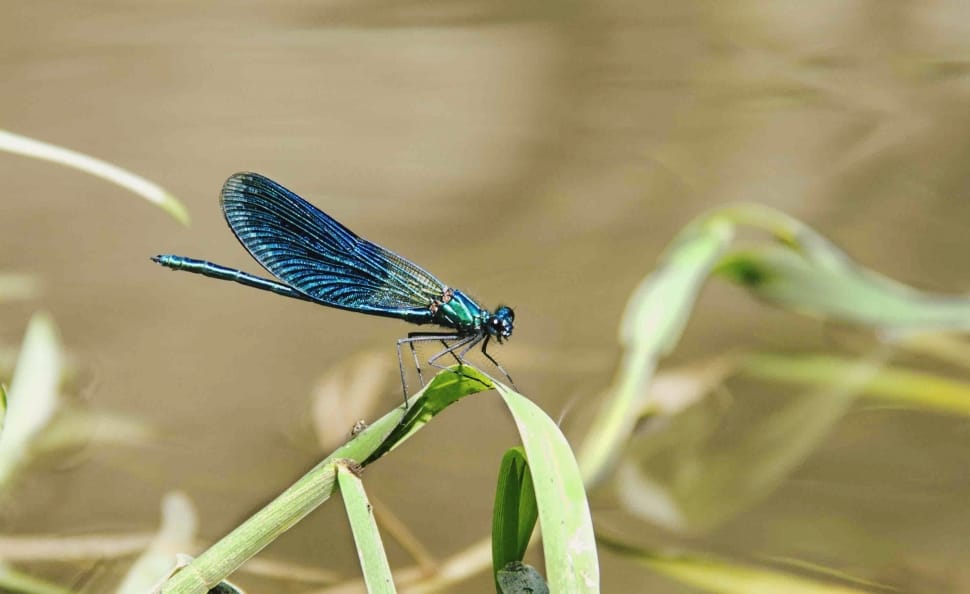 blue damsel fly preview