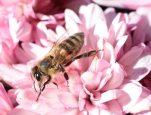 Macro, Flower, Bloom, Bee, Blossom, flower, pink color thumbnail