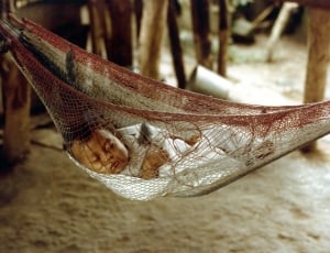Cute, Honduras, Sleeping, Baby, Inside, one animal, animal themes thumbnail