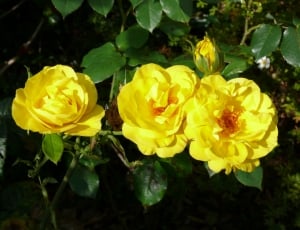 3 yellow flowers thumbnail