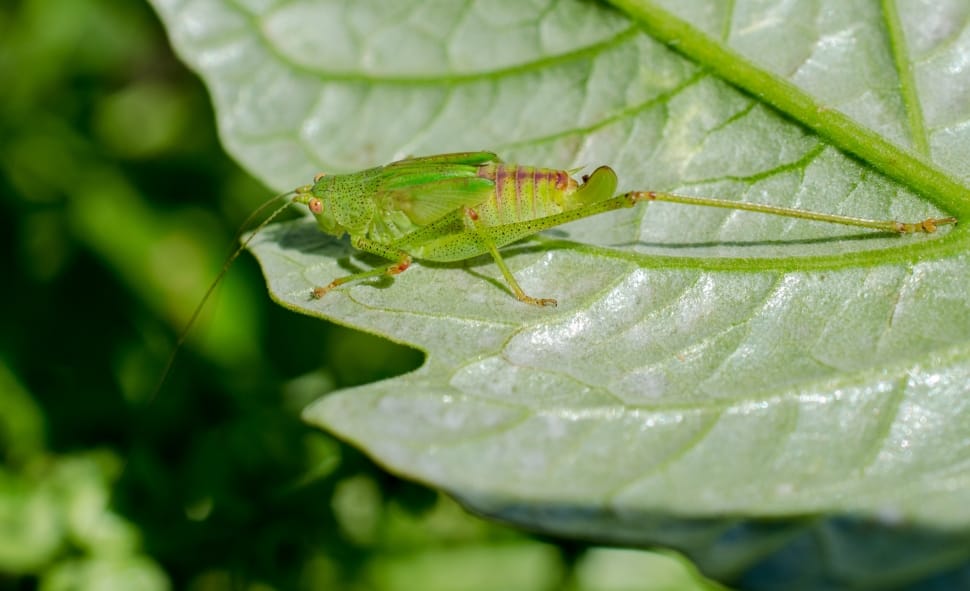 Grasshopper, Macro, Green, Insect, green color, leaf preview