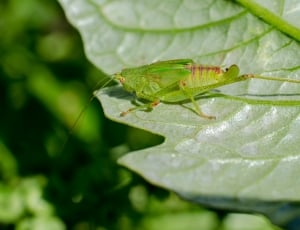 Grasshopper, Macro, Green, Insect, green color, leaf thumbnail
