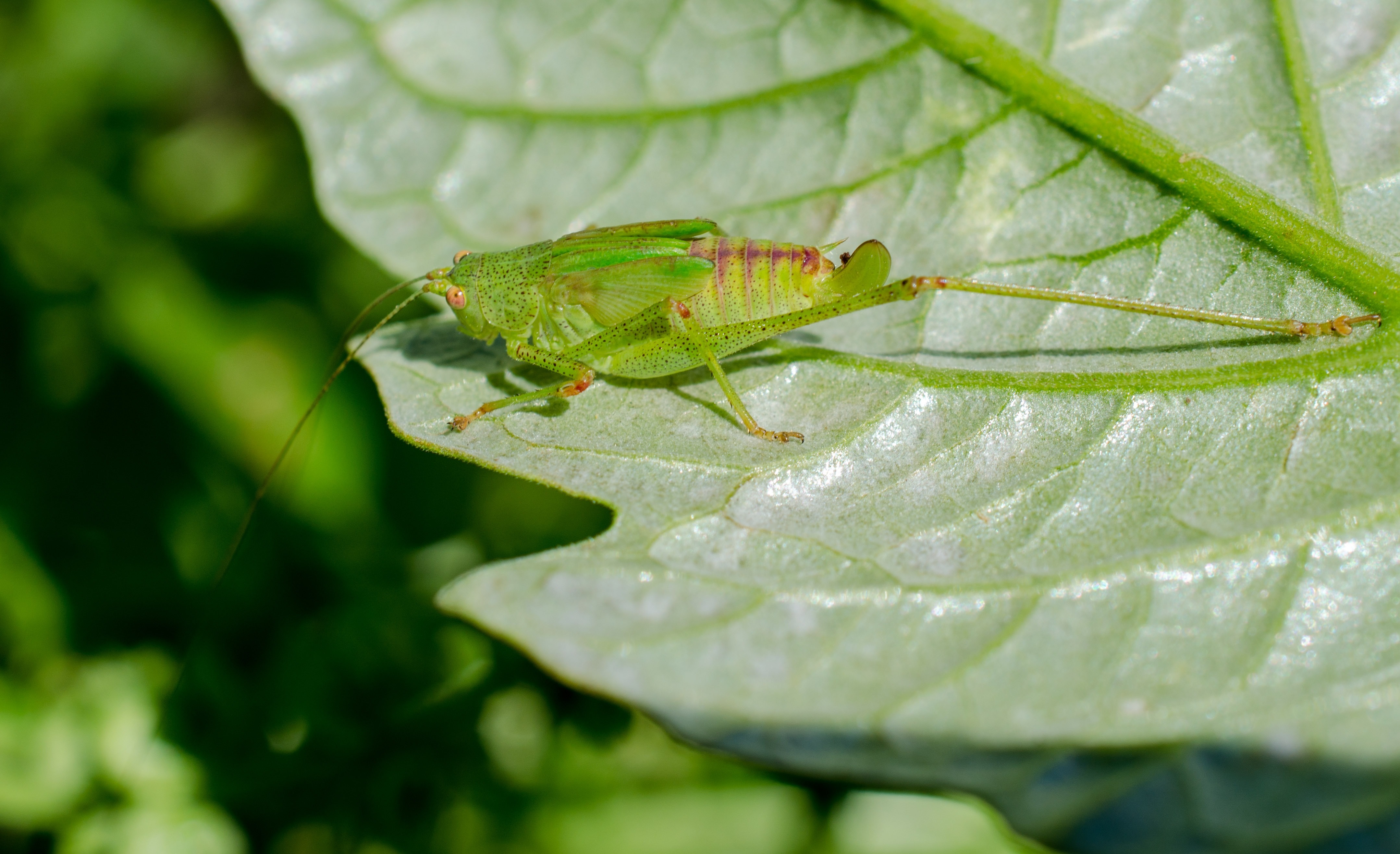 Grasshopper, Macro, Green, Insect, green color, leaf